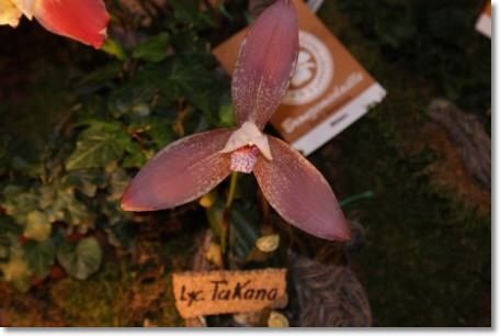 Neu-Ulmer Orchideentage 2012 125.jpg